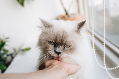 Pawsitively Perfect: Compounding Methimazole for Your Feline Friend